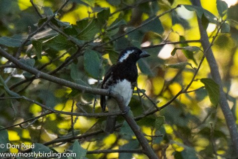 White-eared Barbet, Pigeon Valley Durban