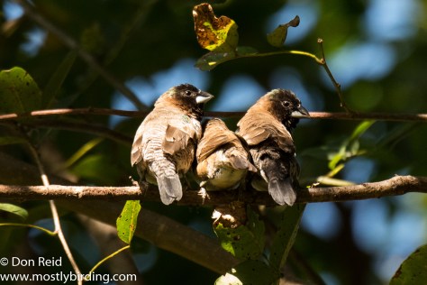Bronze Mannikin, Pigeon Valley Durban