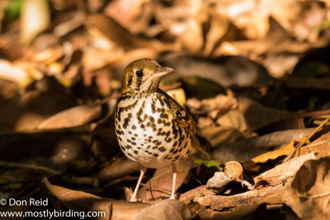Spotted Ground Thrush, Pigeon Valley Durban