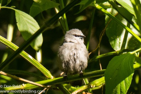 Grey Waxbill, Pigeon Valley Durban