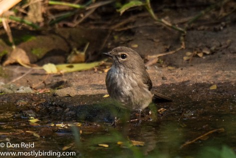 Dusky Flycatcher, Pigeon Valley Durban