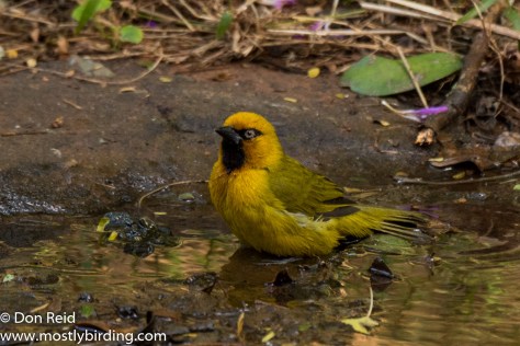 Spectacled Weaver, Pigeon Valley Durban