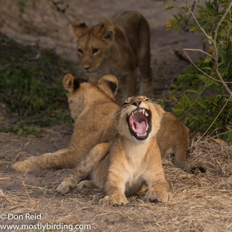 A dozen lions, Chobe Riverfront July 2017
