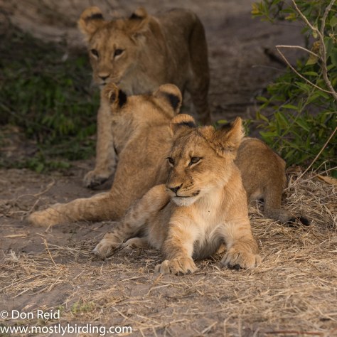A dozen lions, Chobe Riverfront July 2017