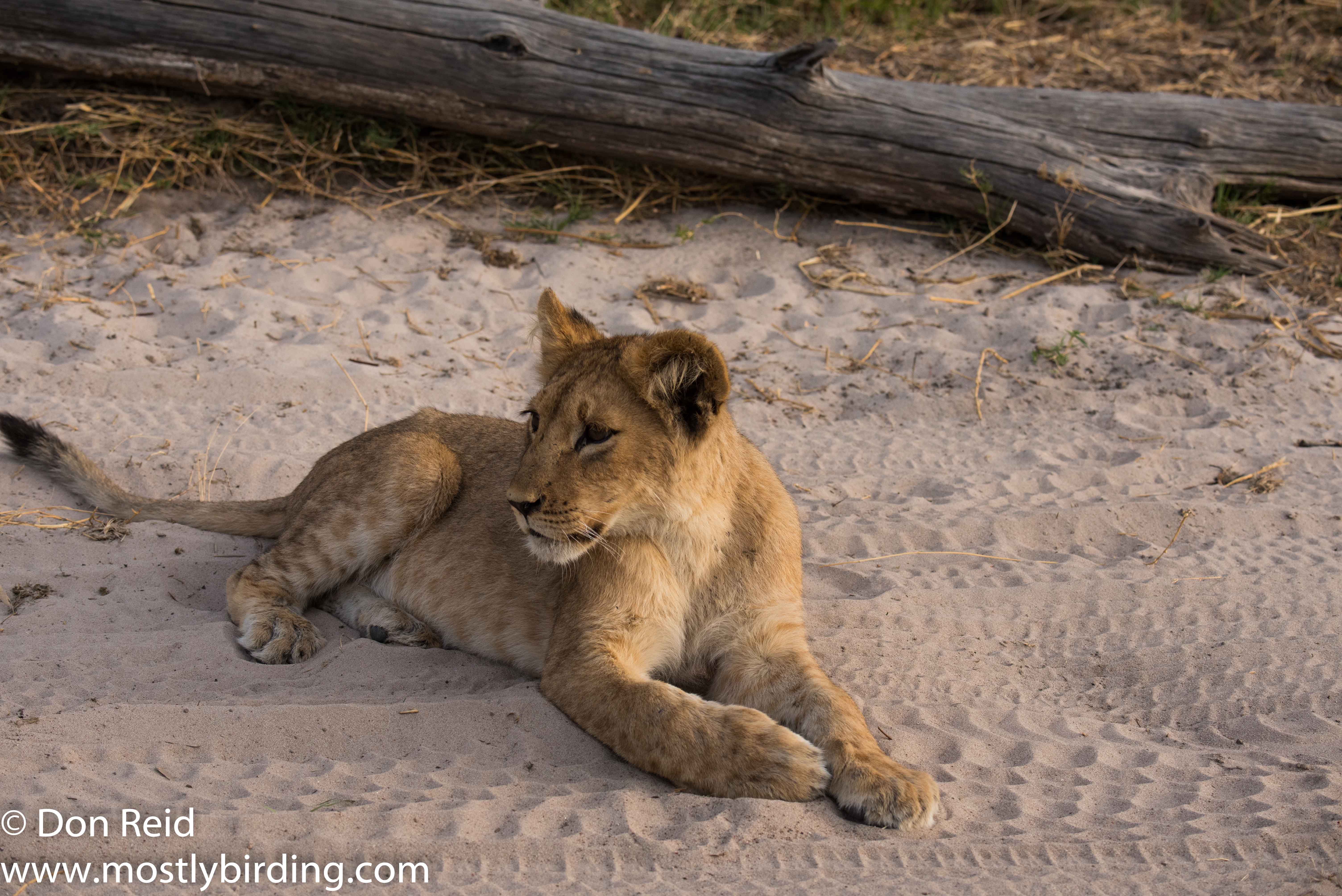 A dozen lions, Chobe Riverfront July 2017