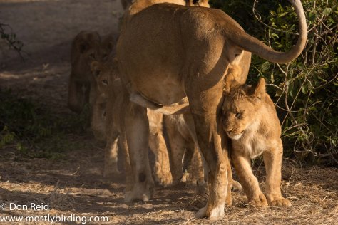 A dozen lions, Chobe Riverfront July 2017