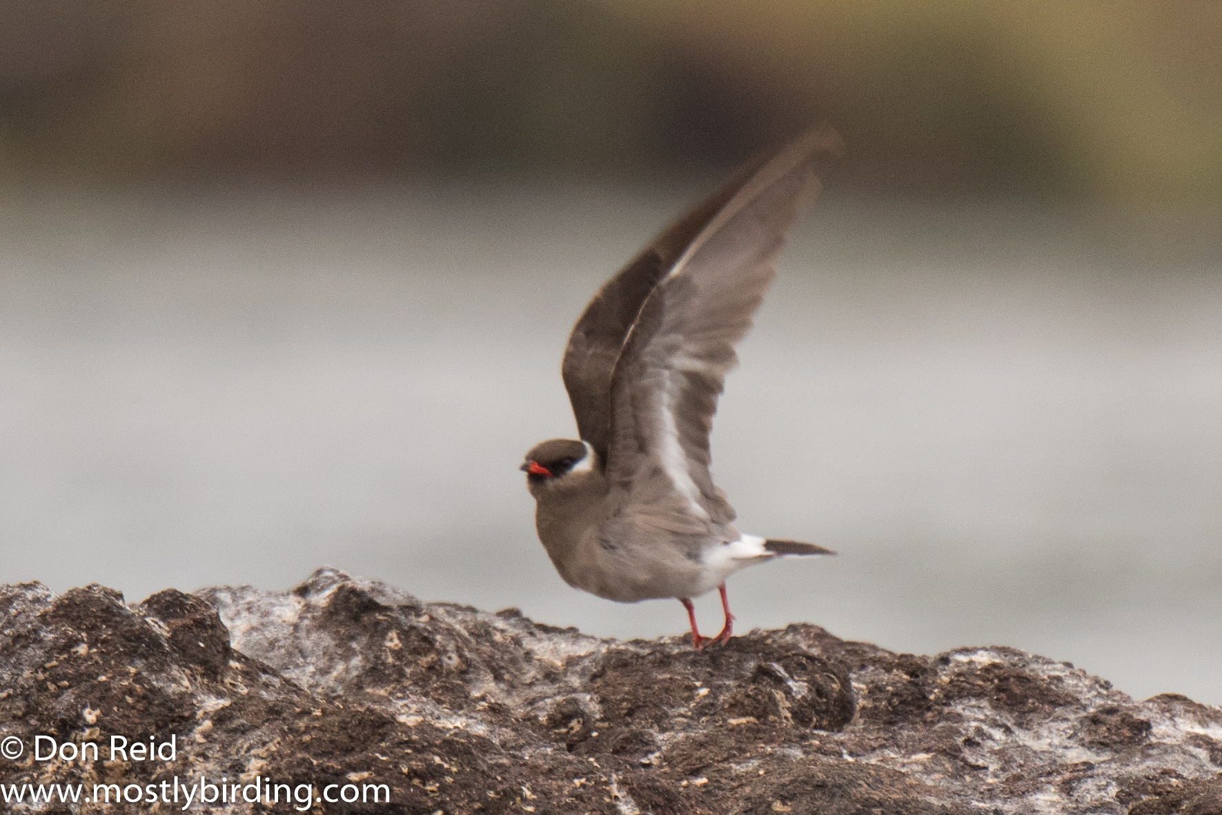 Rock Pratincole, Chobe River trip