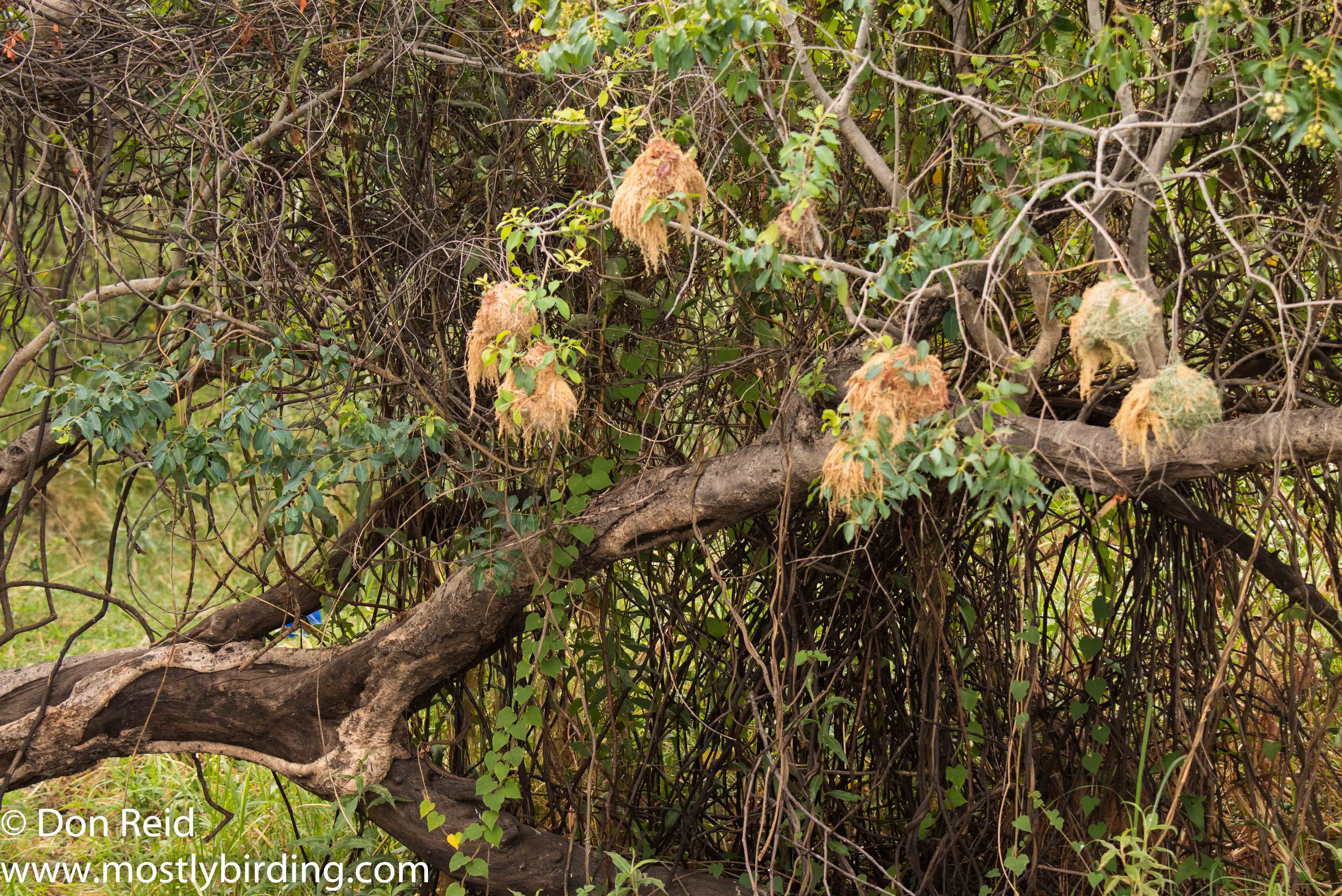 African Golden Weaver nests, Chobe River trip