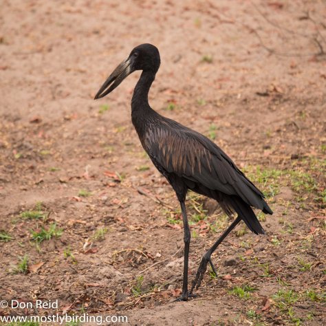 African Openbill, Chobe River trip