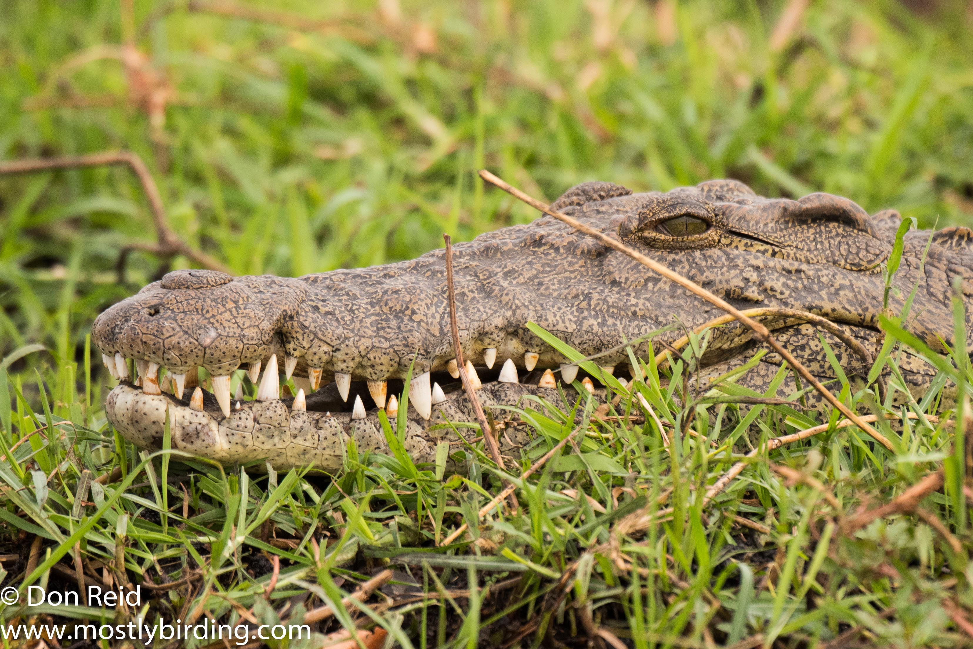 Crocodile, Chobe River trip
