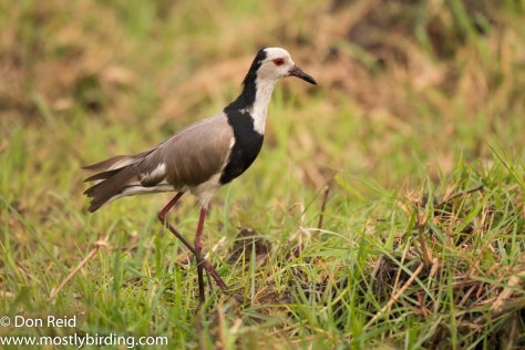 Long-toed Lapwing, Chobe River trip