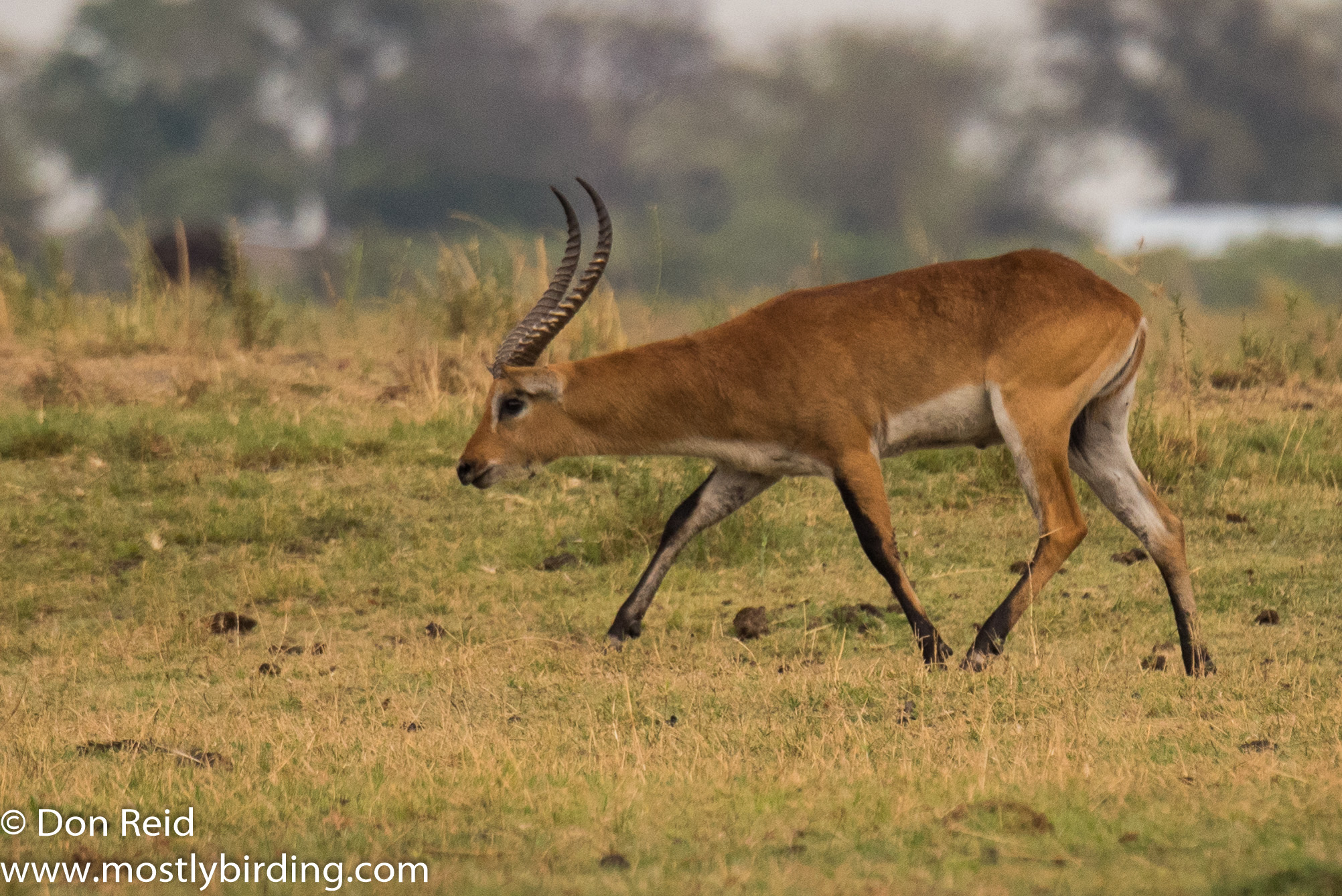 Lechwe, Chobe River trip