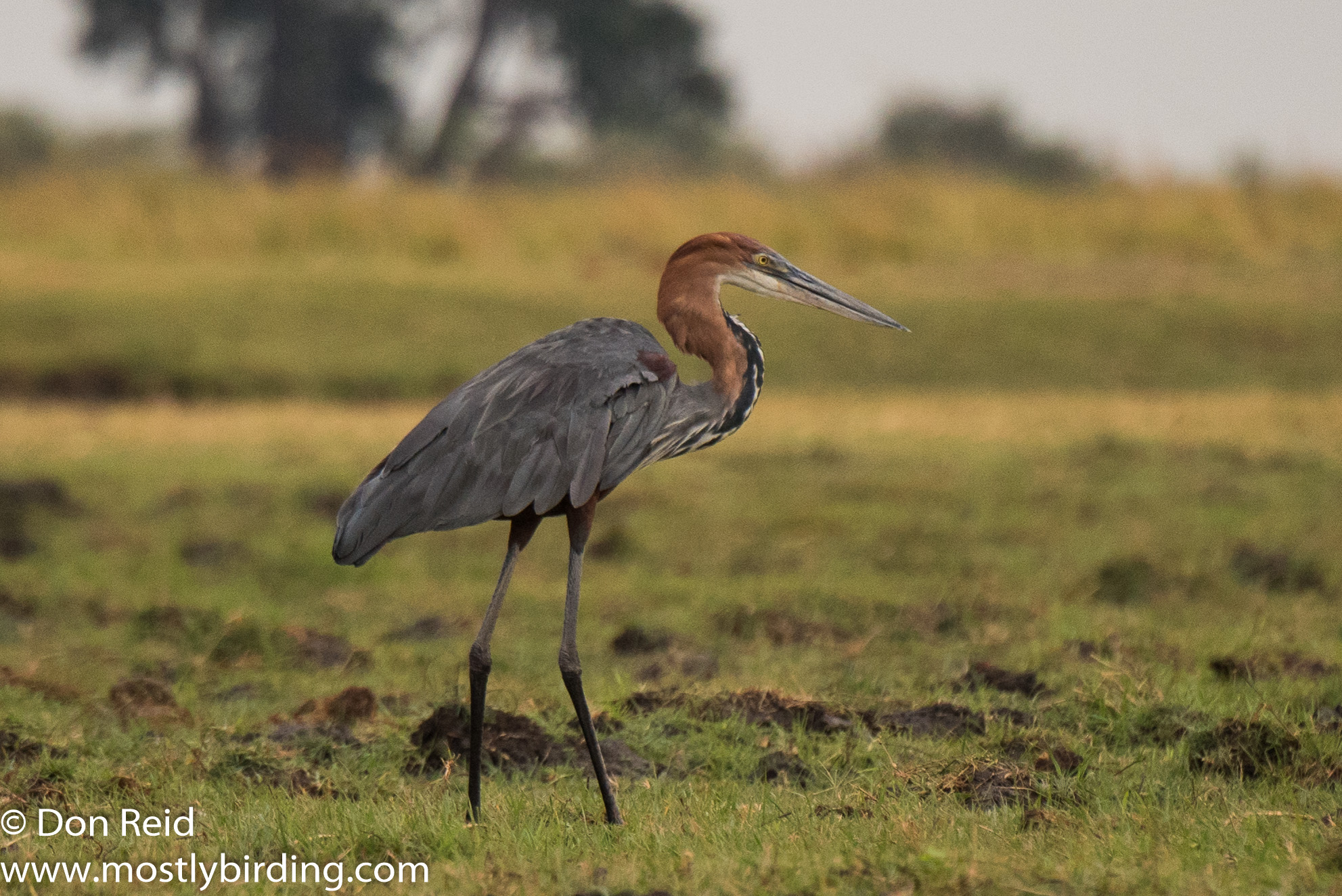 Goliath Heron, Chobe River trip
