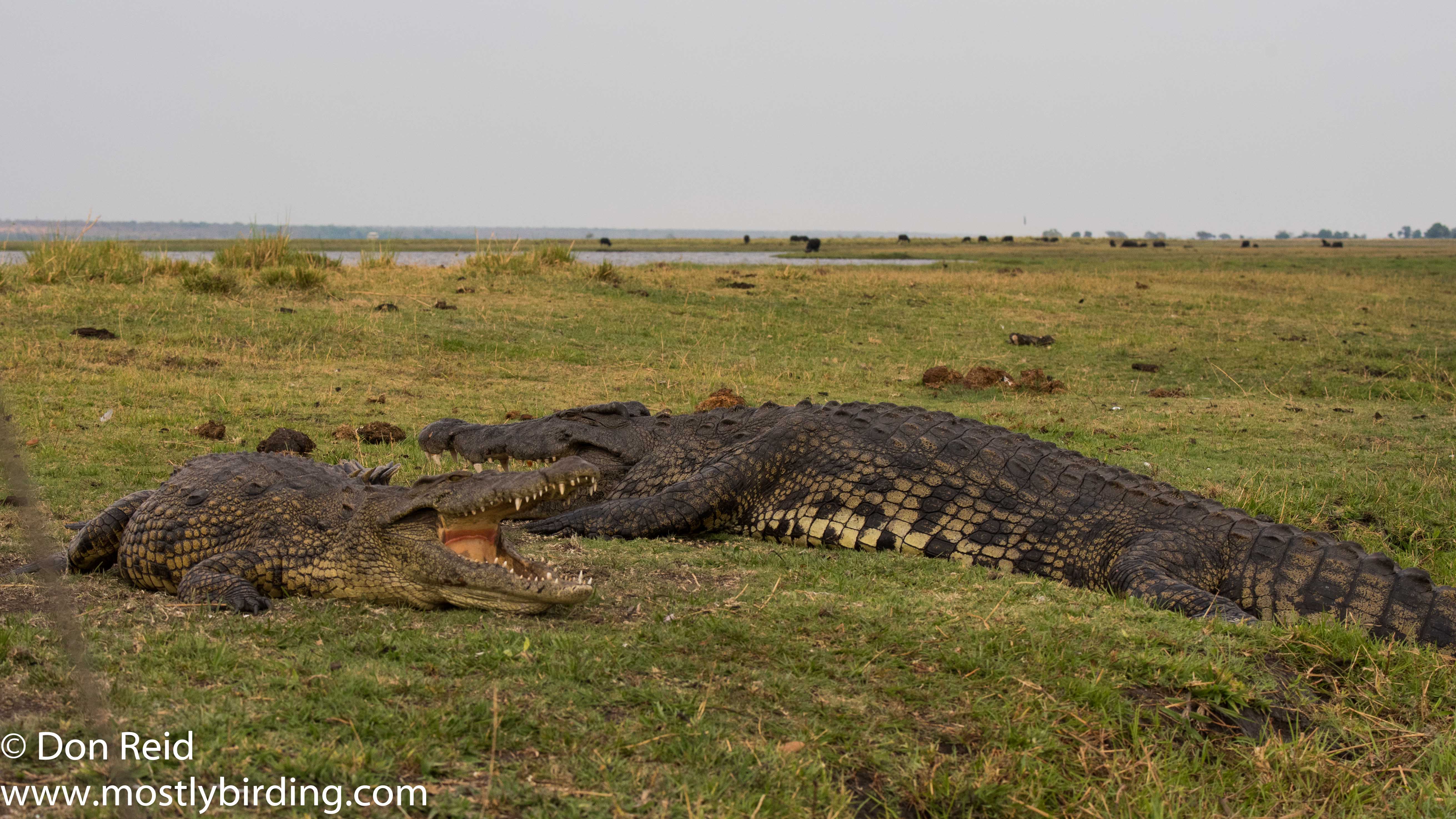 Crocodile, Chobe River trip