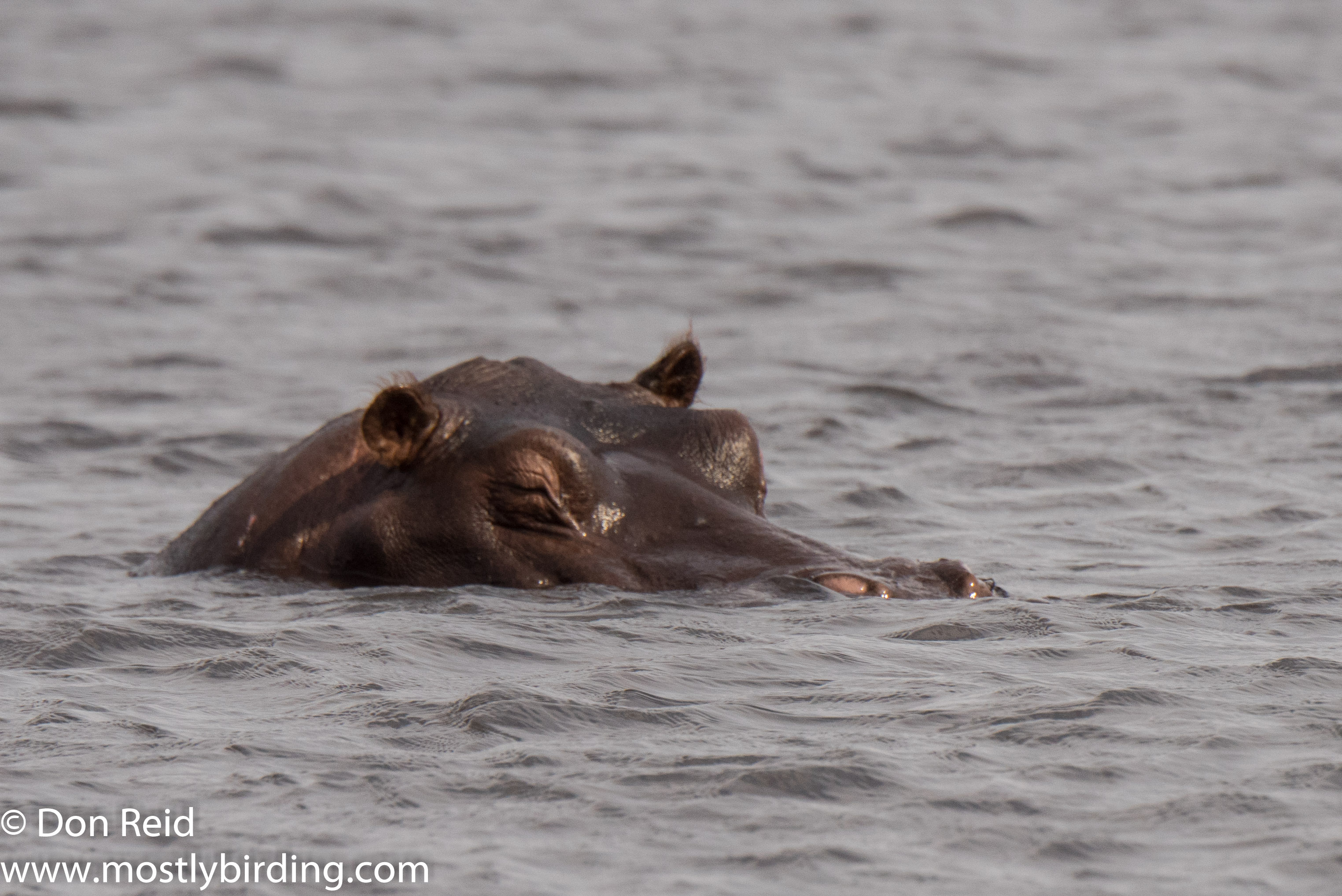 Hippo, Chobe River trip