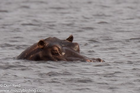 Hippo, Chobe River trip