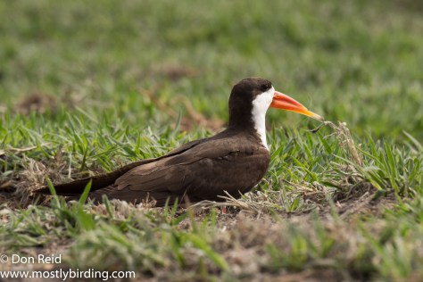African Skimmer, Chobe River trip