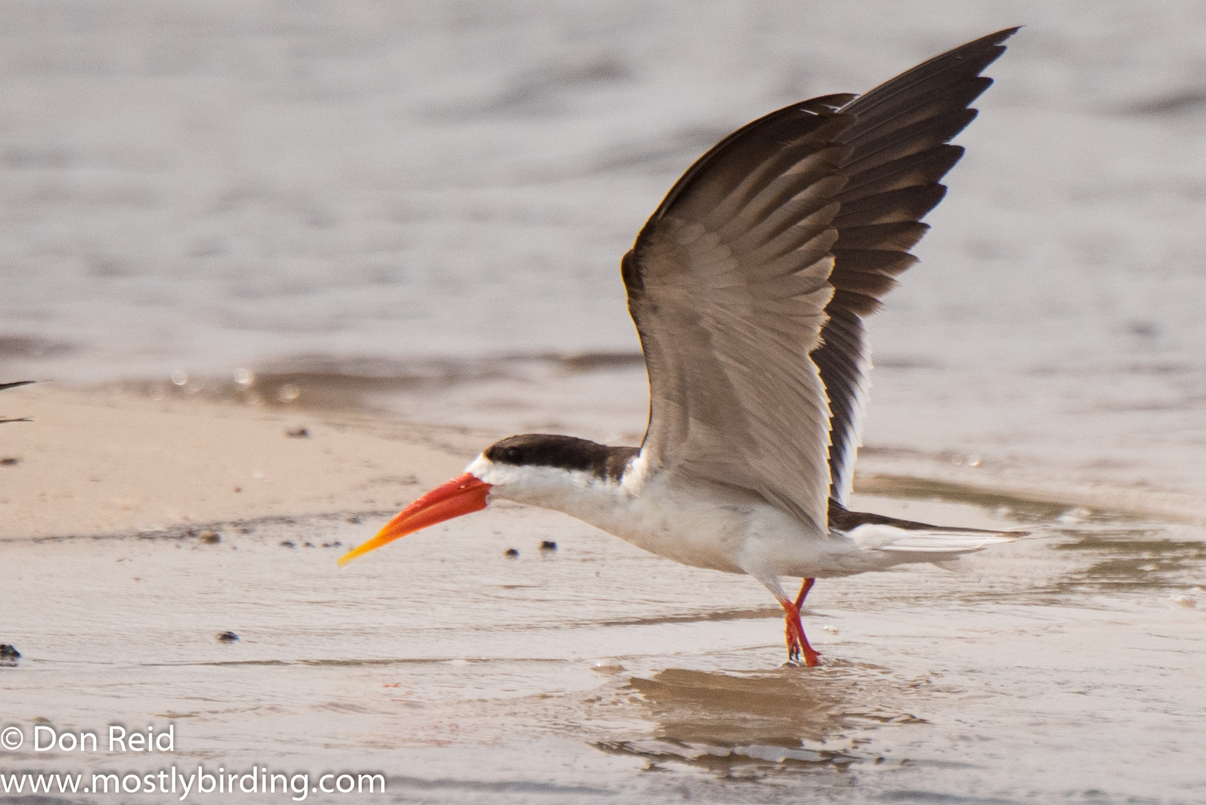 African Skimmer, Chobe River trip