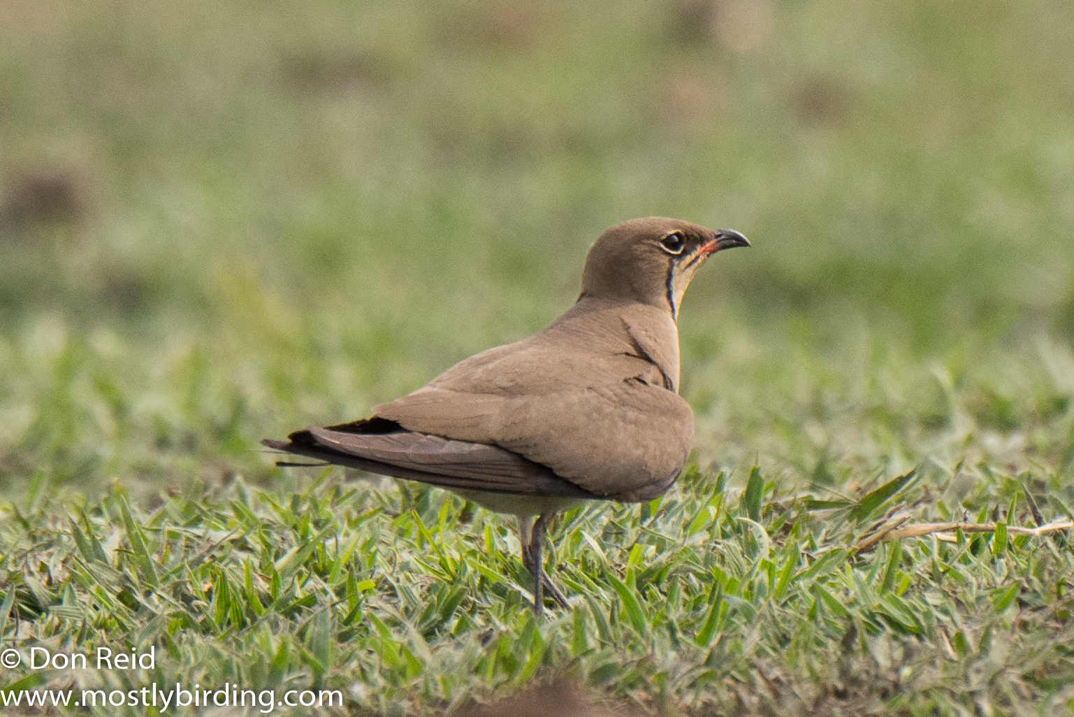 Collared Pratincole, Chobe River trip