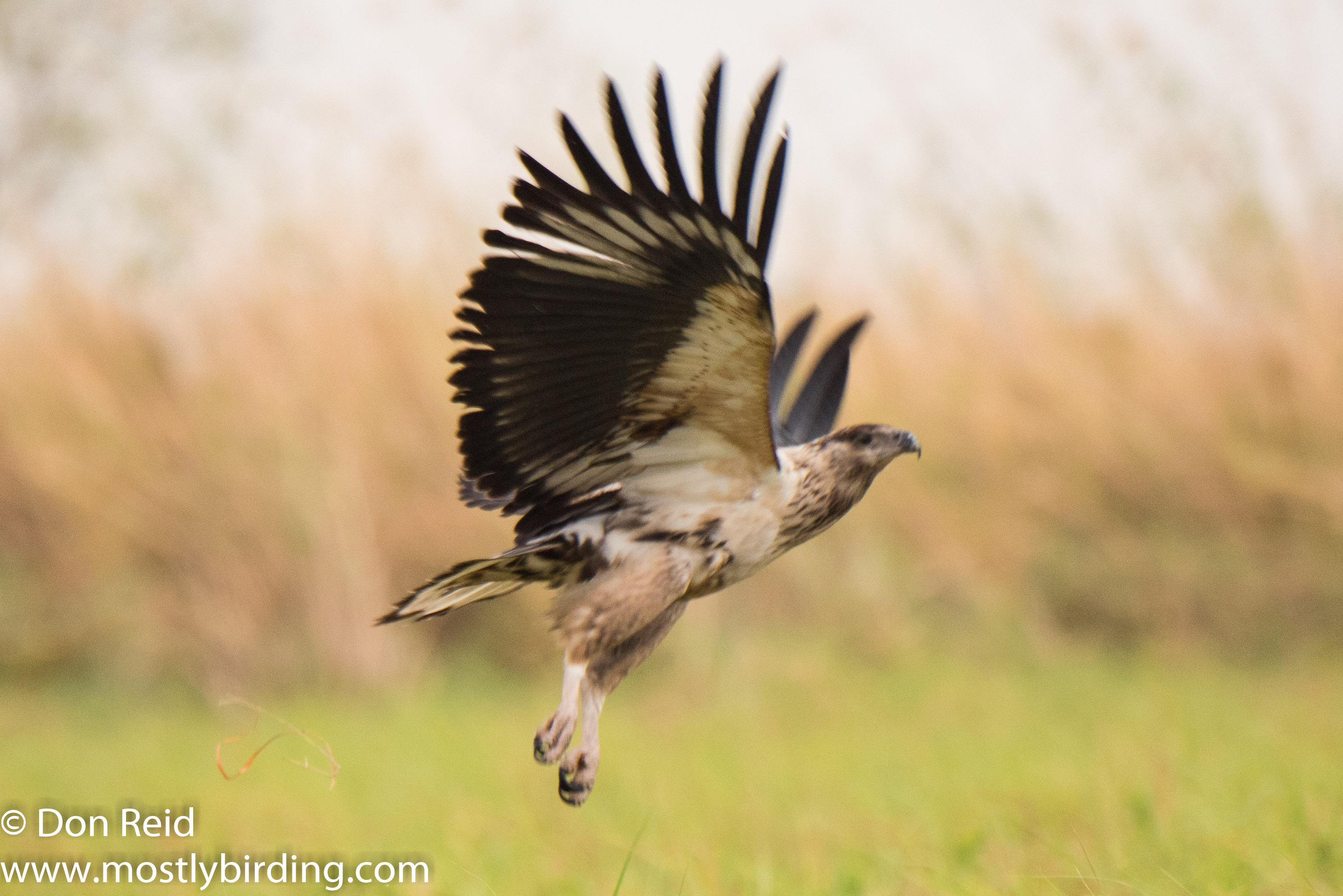 African Fish-Eagle (Juvenile) Chobe River trip