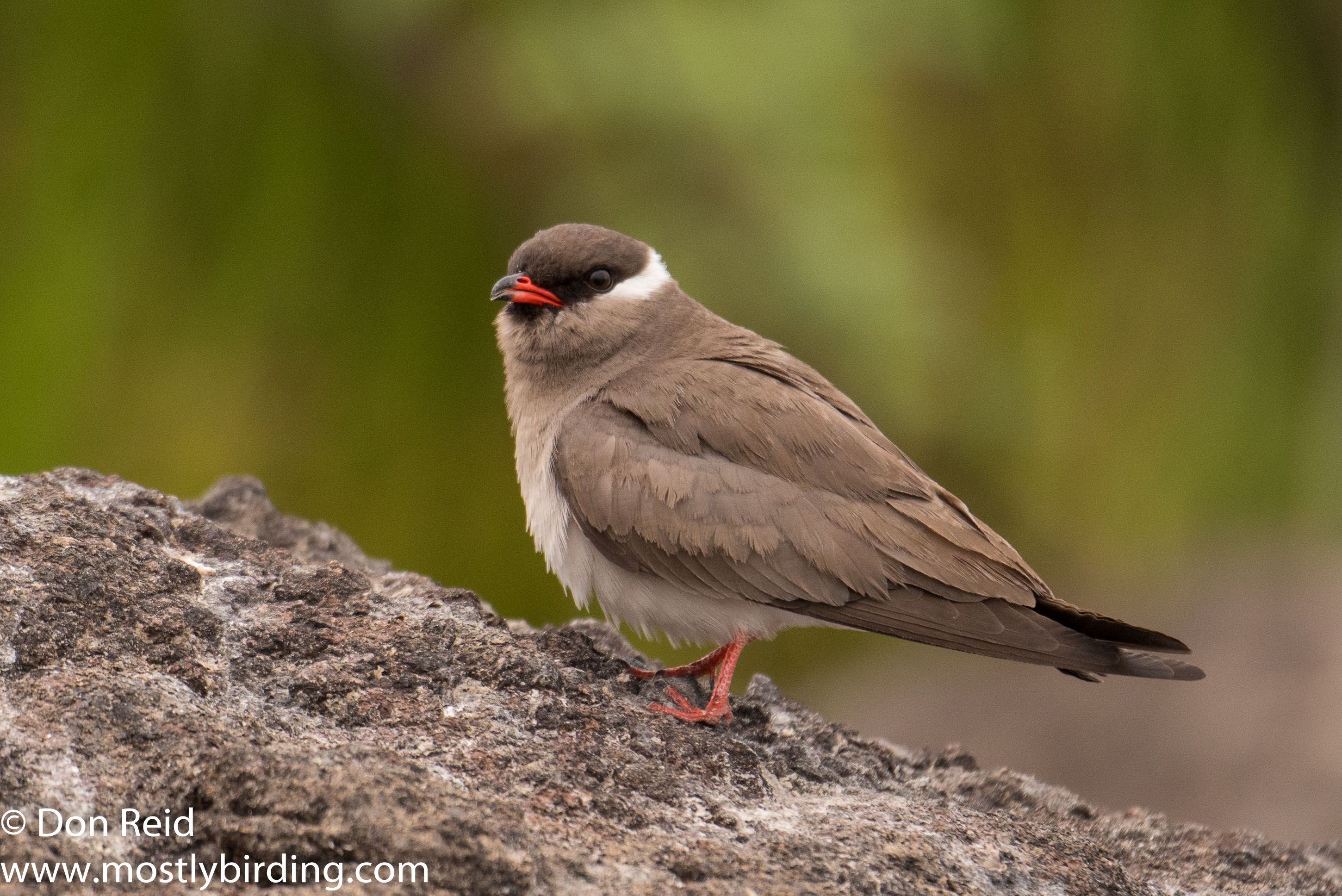 Rock Pratincole, Chobe River trip