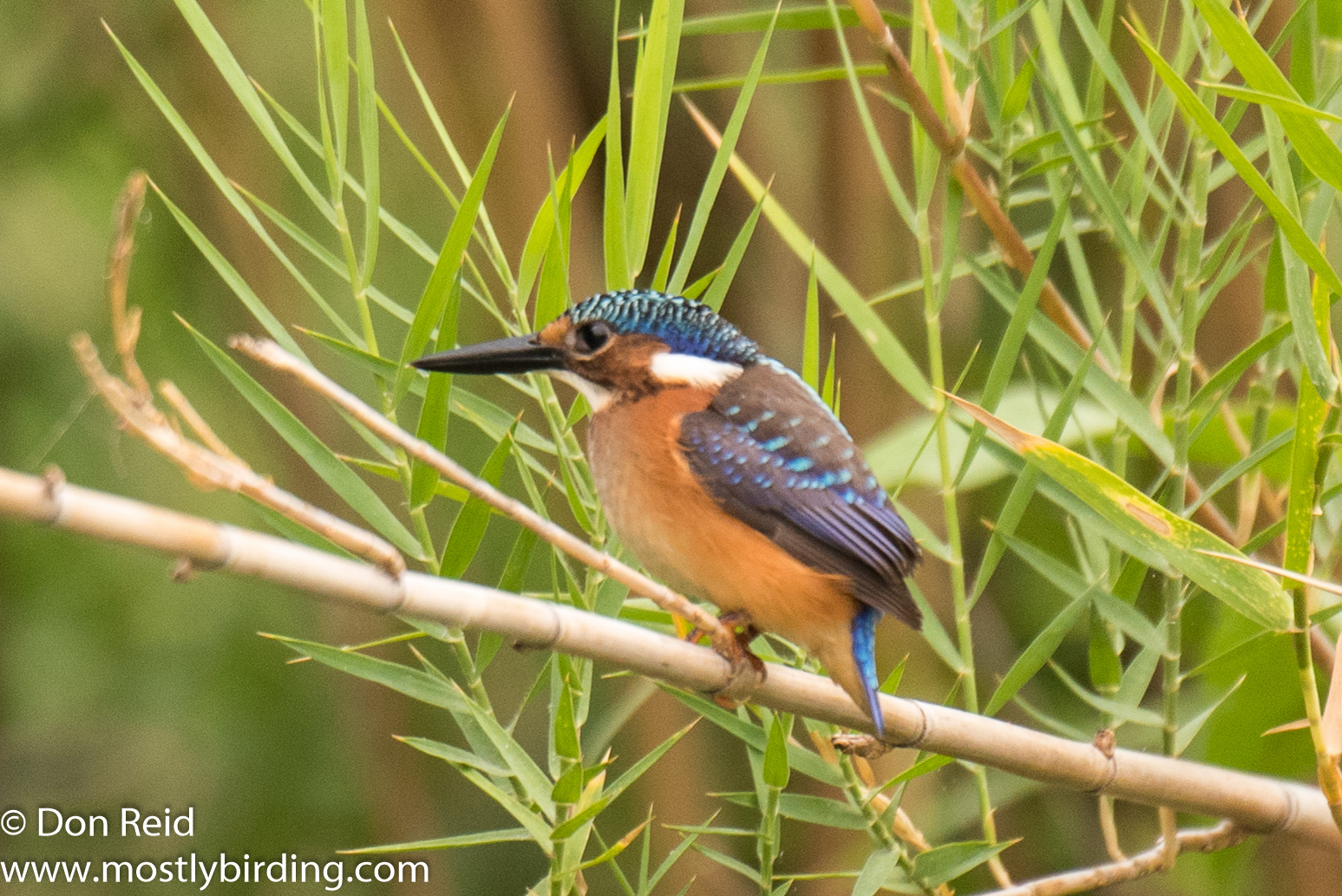Malachite Kingfisher (Juvenile), Chobe River trip