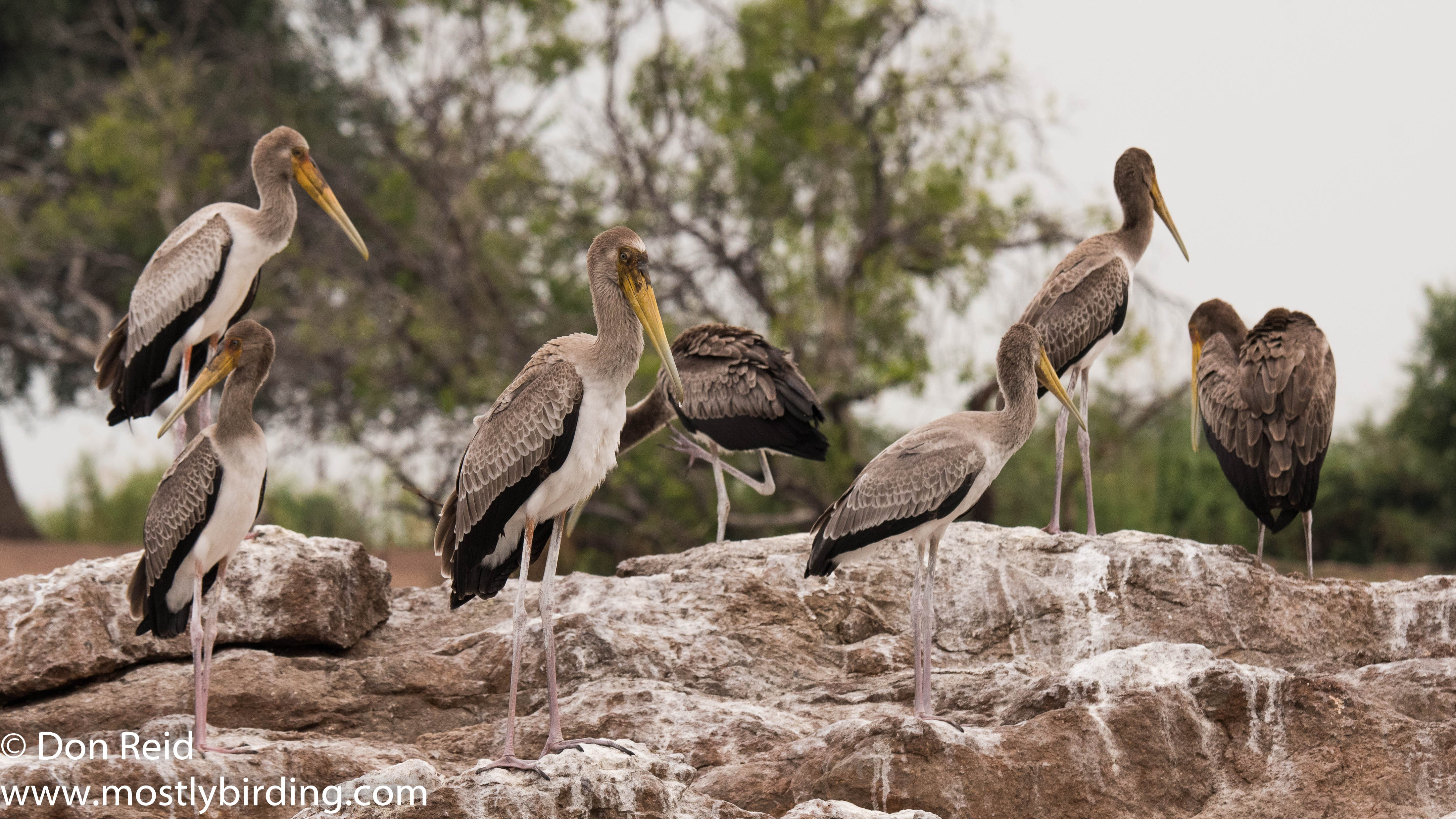 Yellow-billed Stork creche, Chobe River trip