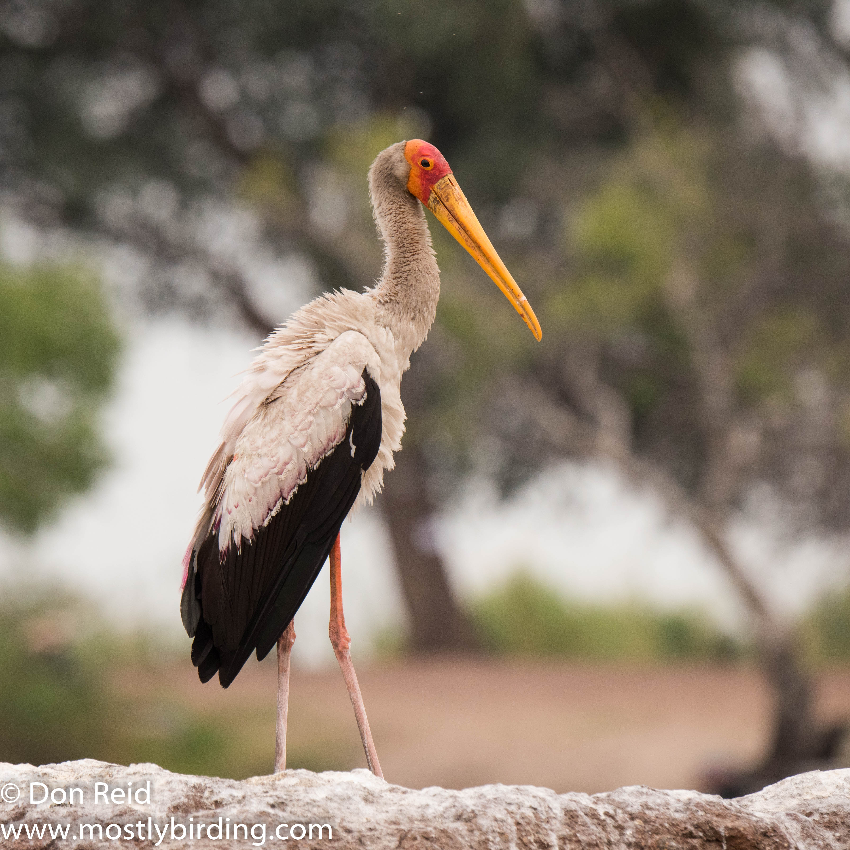 Yellow-billed Stork, Chobe River trip