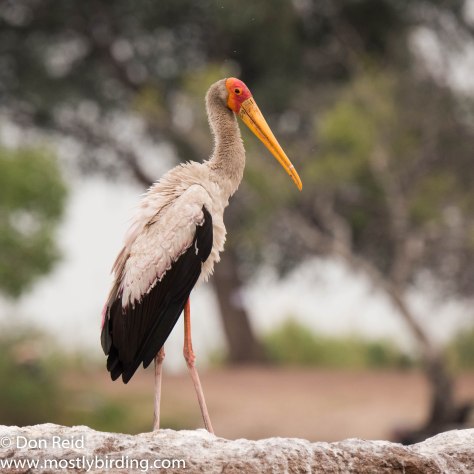 Yellow-billed Stork, Chobe River trip