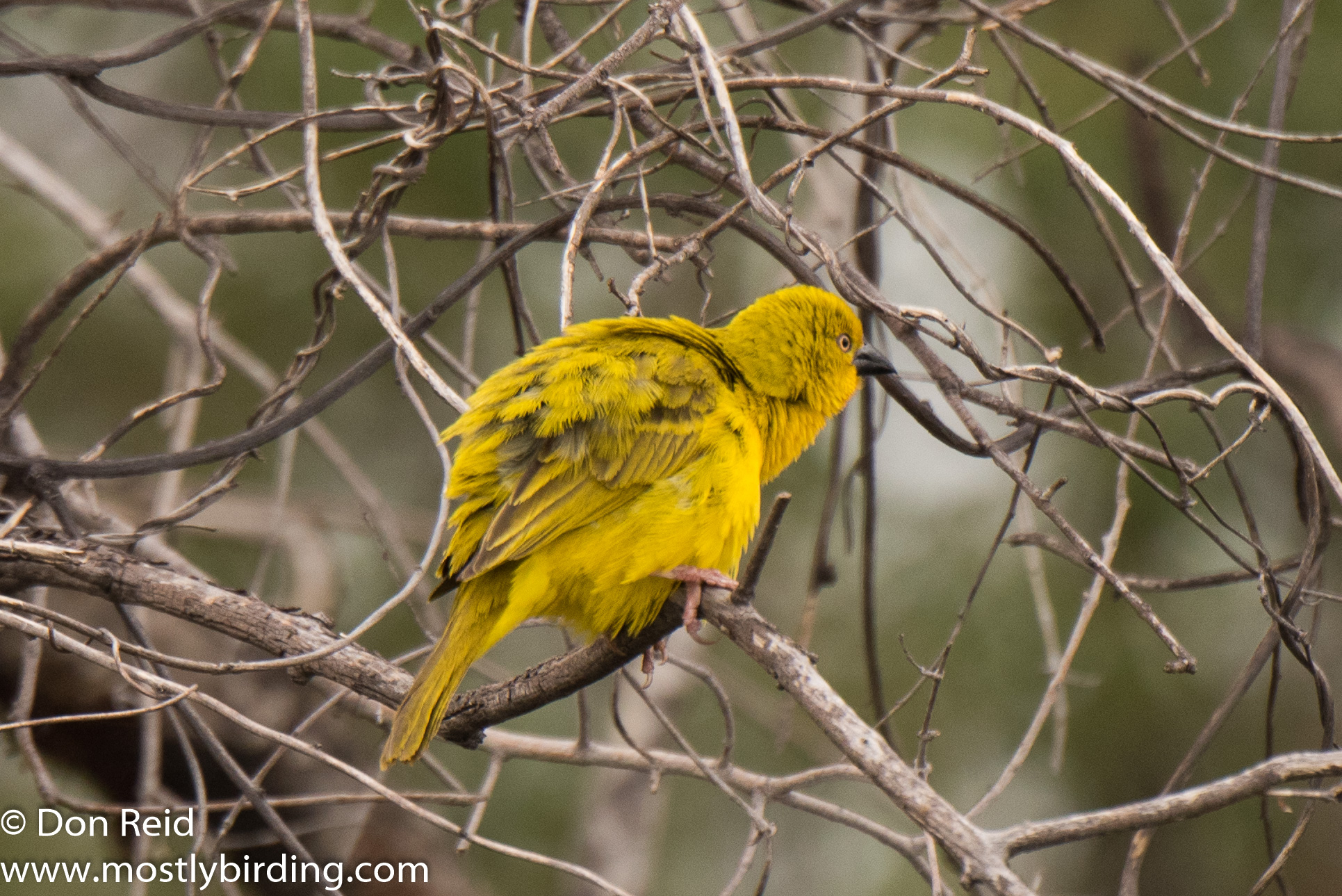 African Golden Weaver (Male), Chobe River trip