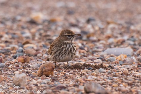 Karoo Lark, Oudtshoorn south