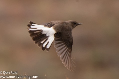 Mountain Wheatear (female), Oudtshoorn south