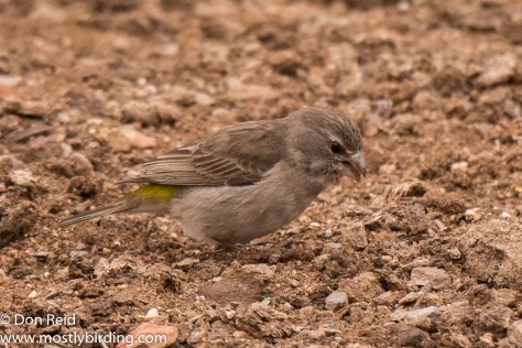 White-throated Canary, Oudtshoorn south