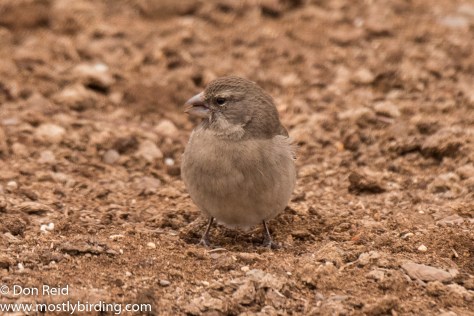 White-throated Canary, Oudtshoorn south