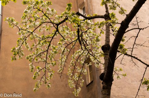 Prague - Spring blossoms