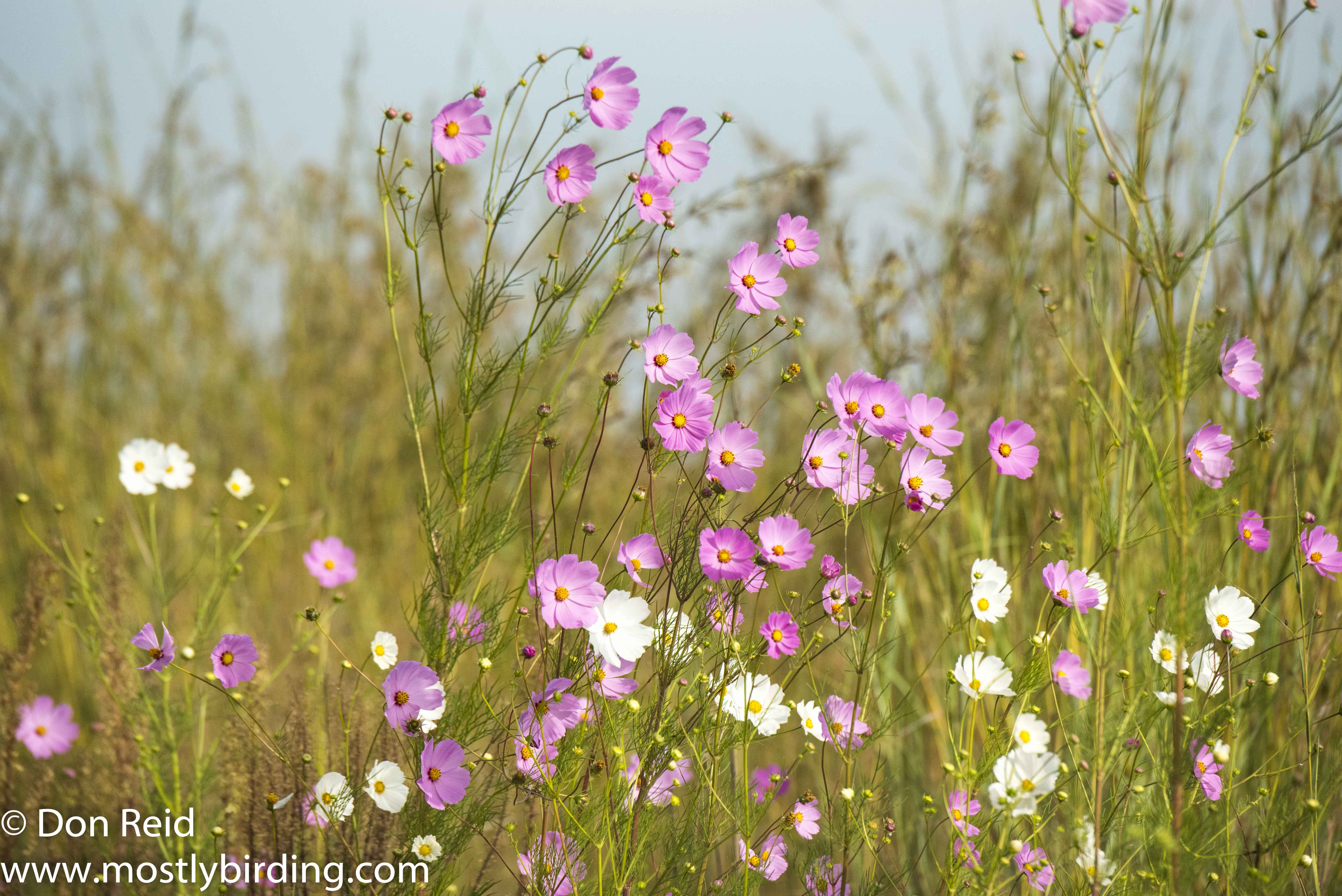 Cosmos time, Delmas south