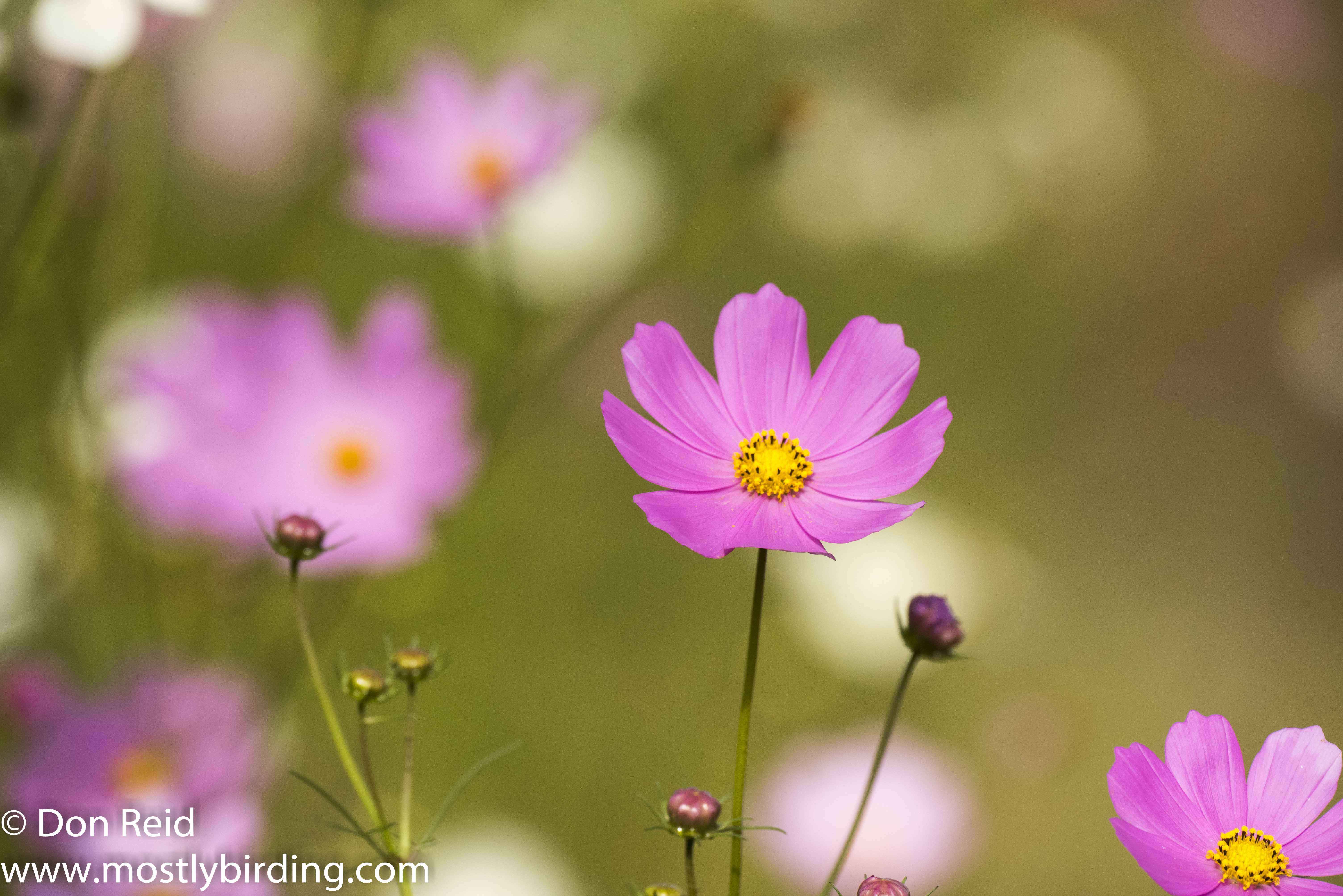 Cosmos time, Delmas south