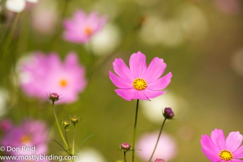 Cosmos time, Delmas south