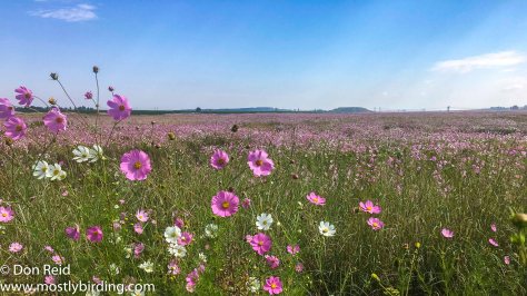 Cosmos time, Delmas south