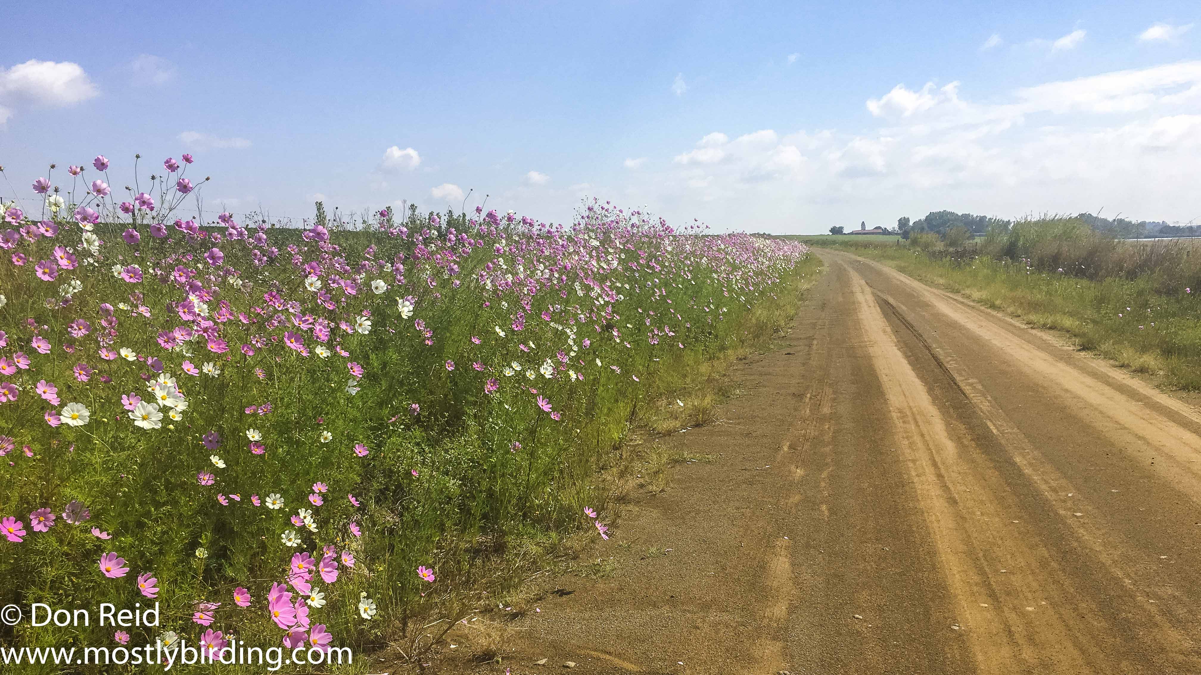 Cosmos time, Delmas south