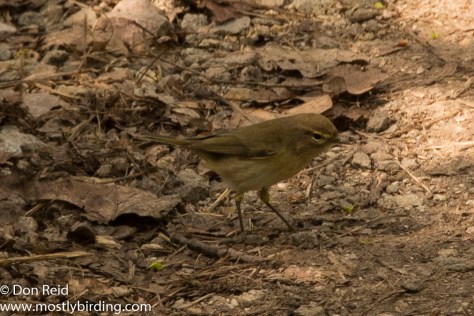 Common Chiffchaff, Prague