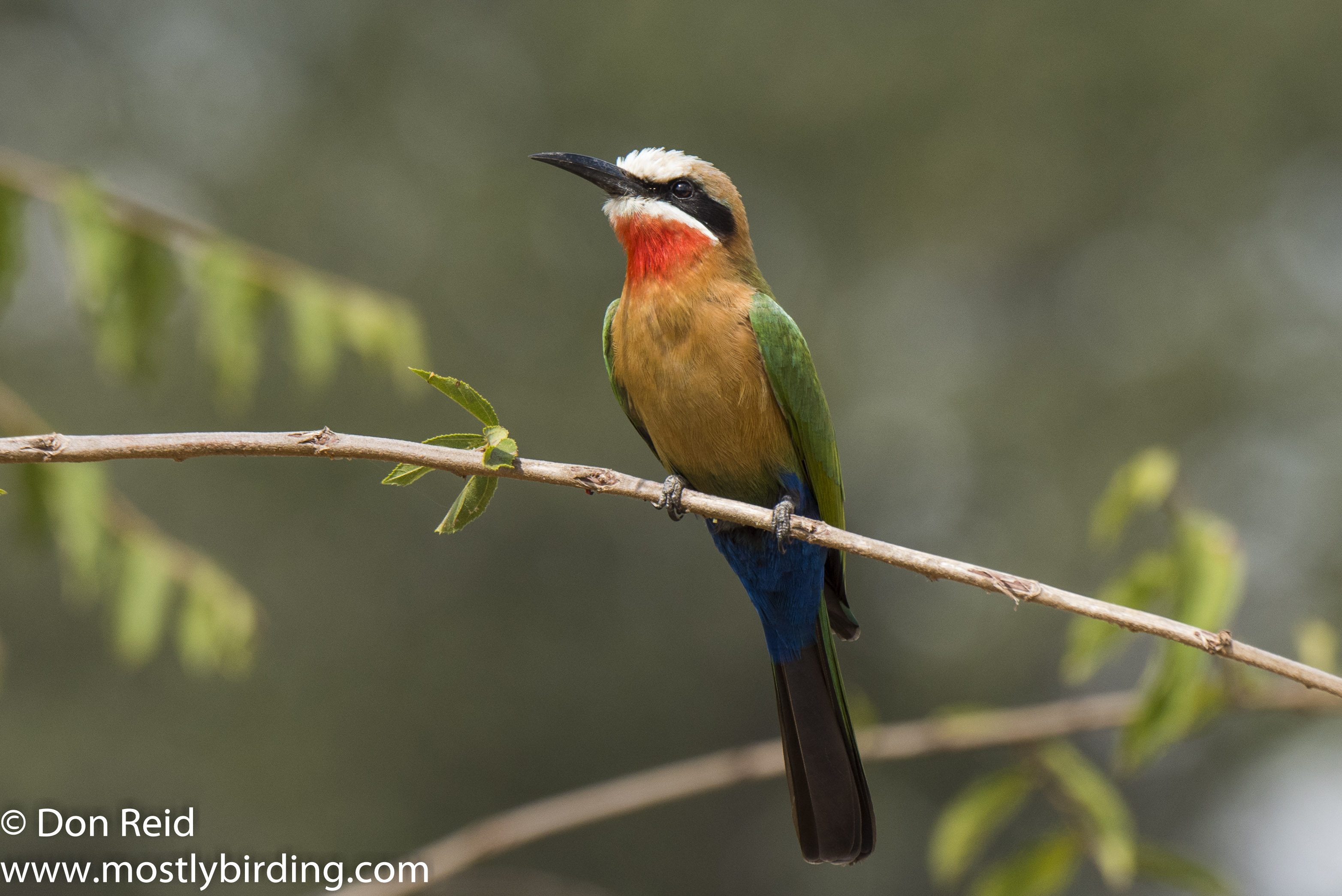 White-fronted Bee-eater, Kruger Day Visit