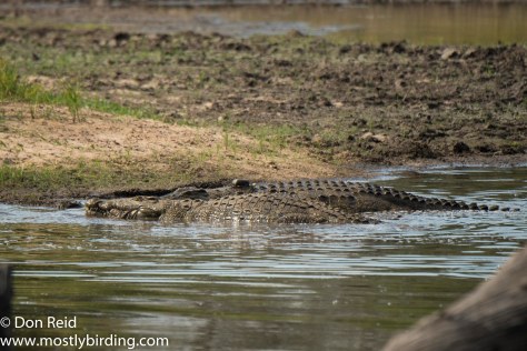 Crocodiles after kill at Lake Panic, Kruger Day Visit