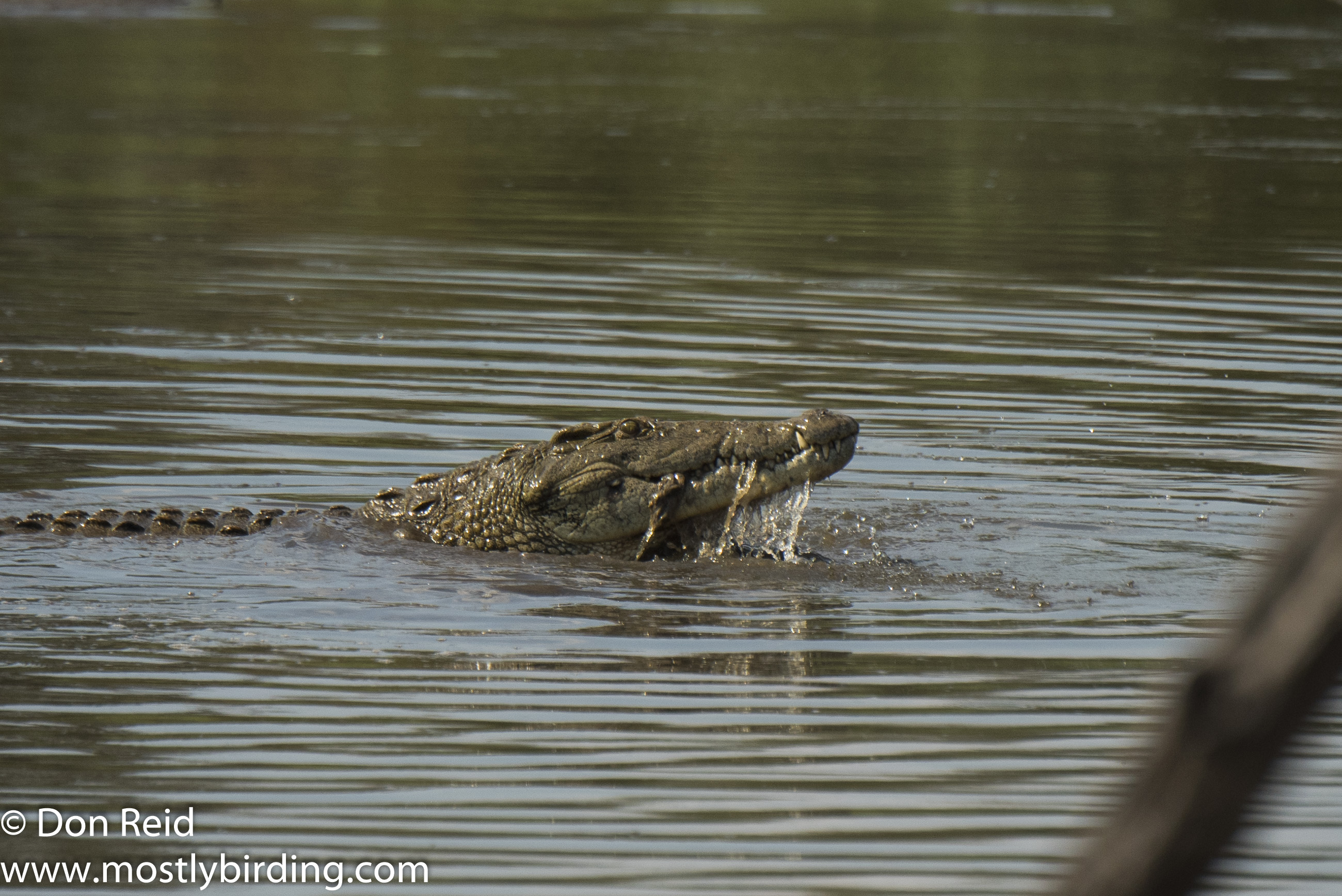 Crocodiles after kill at Lake Panic, Kruger Day Visit
