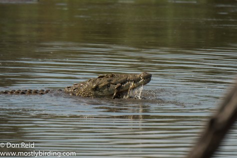 Crocodiles after kill at Lake Panic, Kruger Day Visit