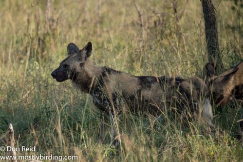 African Wild Dog, Kruger Day Visit