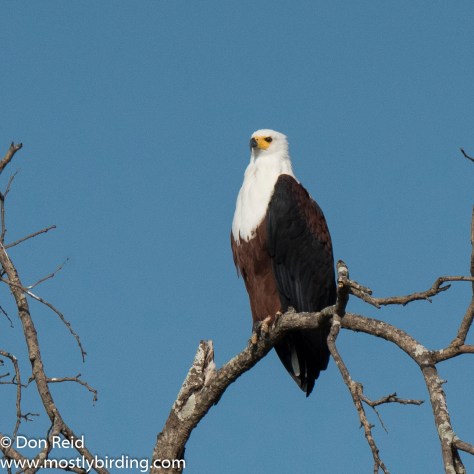 African Fish Eagle, Kruger Day Visit