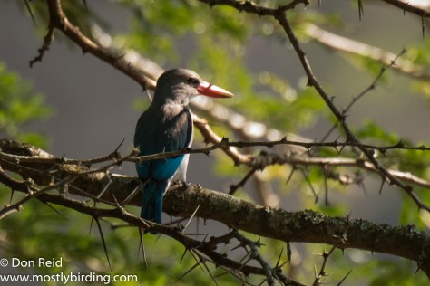 Mangrove Kingfisher, Mtunzini