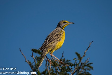Yellow-throated Longclaw, Mtunzini