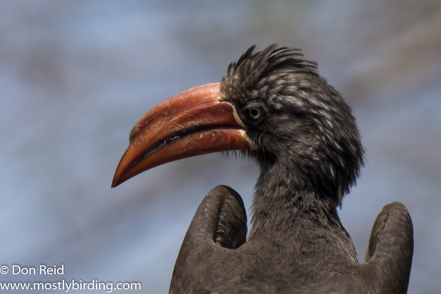 Crowned Hornbill, Mkhulu, Kruger Park